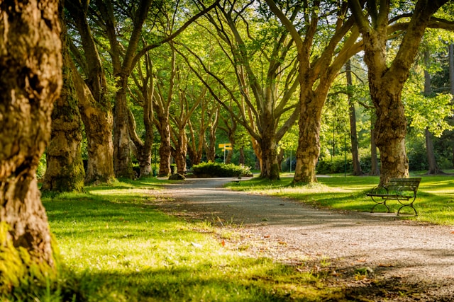 Foto von <a href="https://unsplash.com/de/@mbenna?utm_source=unsplash&utm_medium=referral&utm_content=creditCopyText">Mike Benna</a> auf <a href="https://unsplash.com/de/fotos/photo-of-empty-park-during-daytime-SBiVq9eWEtQ?utm_source=unsplash&utm_medium=referral&utm_content=creditCopyText">Unsplash</a>
      